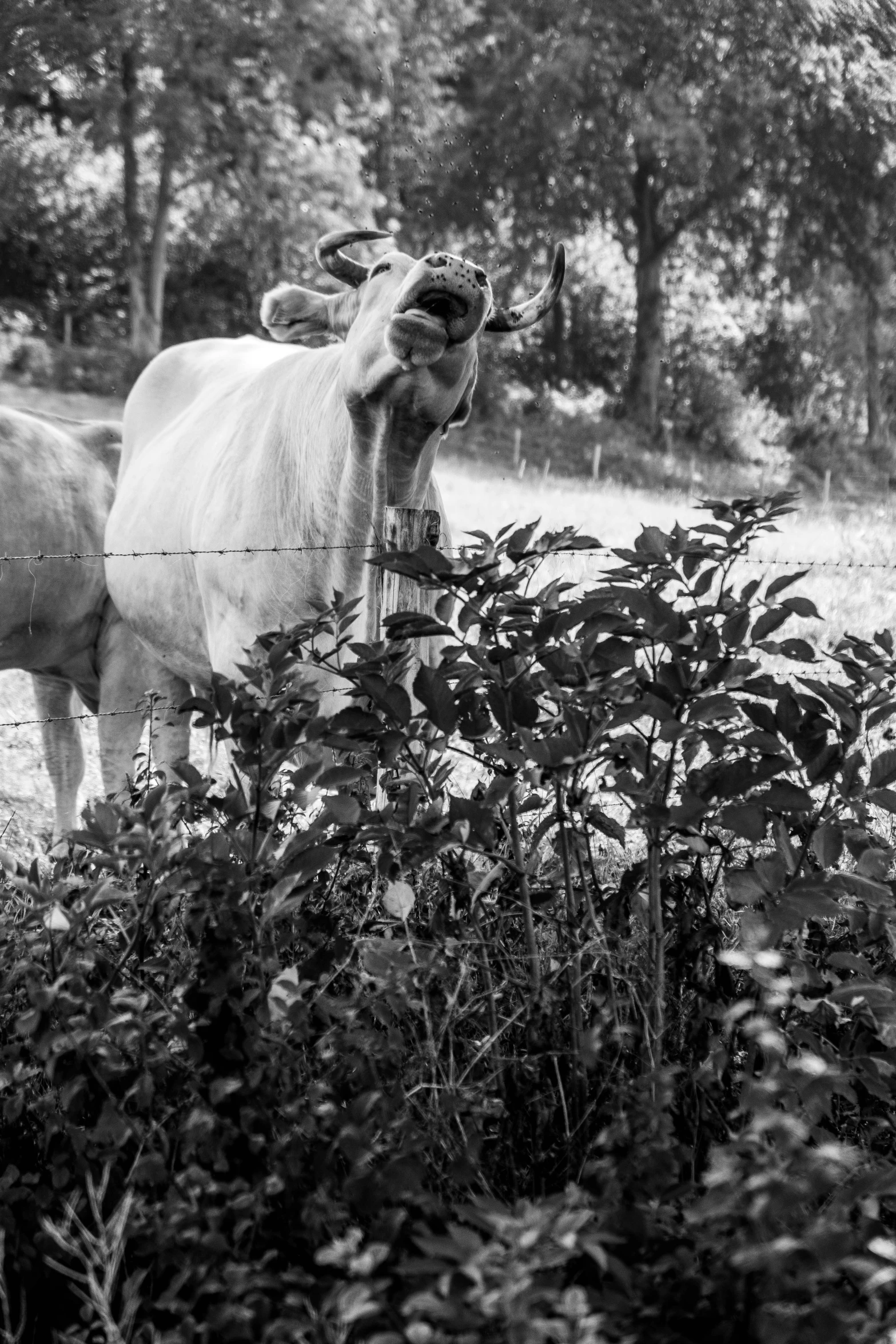 a cow standing next to a fence on a lush green field