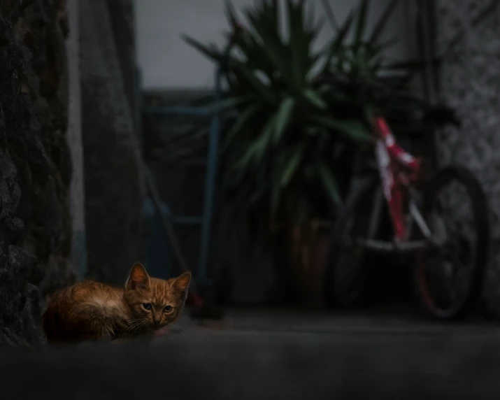a cat is resting in the dark by a bike