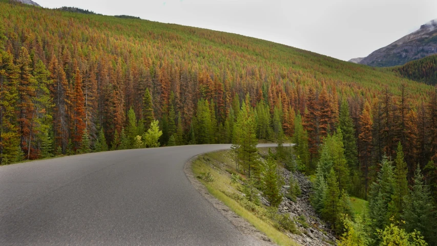 a very narrow road near a hill with a lot of trees