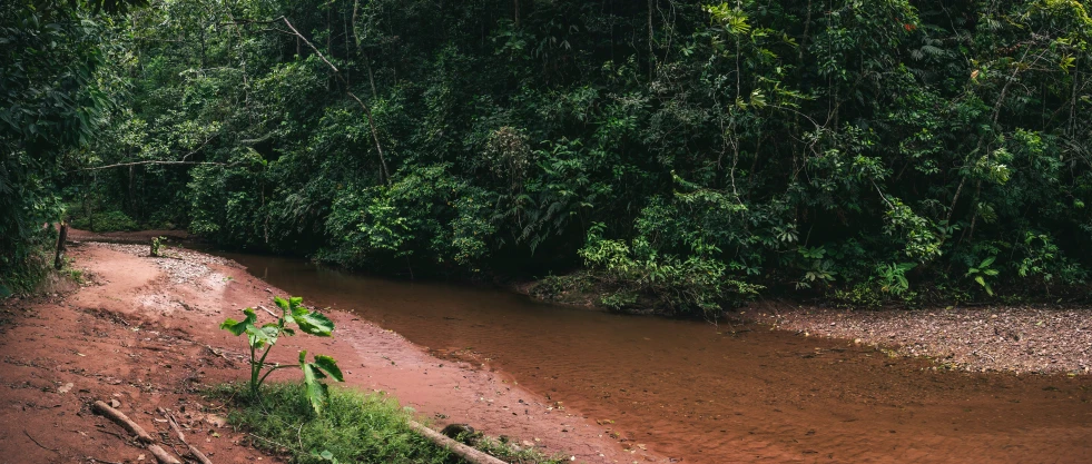 the red muddy bank of a river with green trees in the background