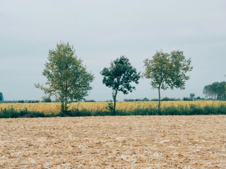 a few trees stand in the middle of a field