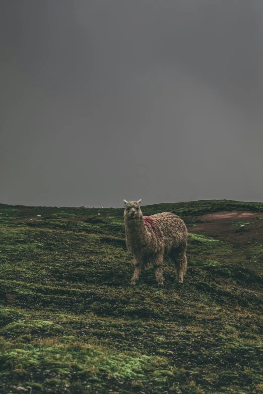 a cow standing on top of a lush green field