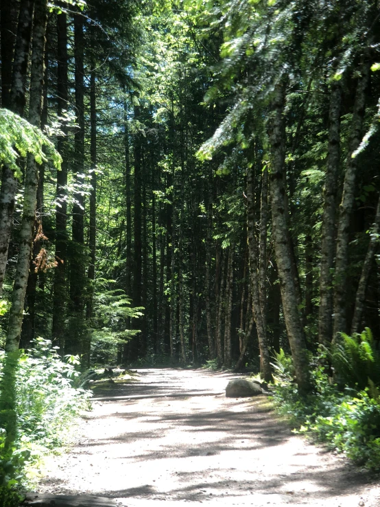 a road surrounded by trees and greenery near the woods