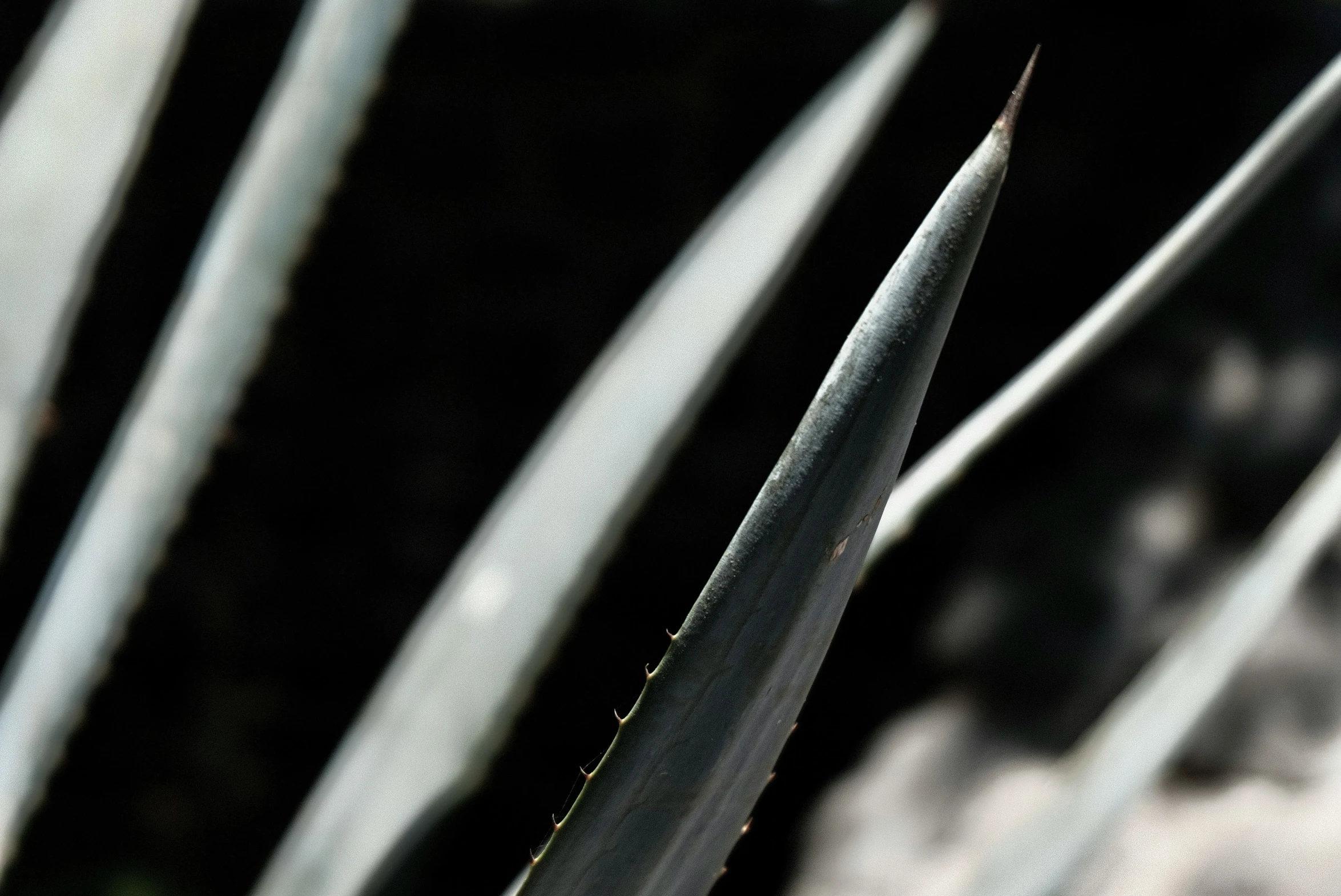 a close up image of a green plant