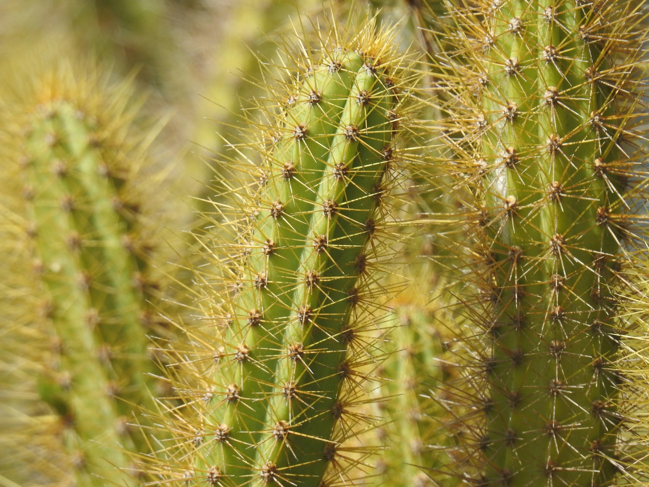 a close up of a plant that looks like soing