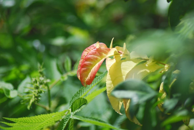 some sort of insect that is on the leafy plant