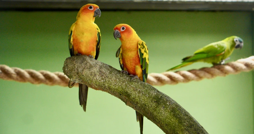 two yellow birds are perched on a nch