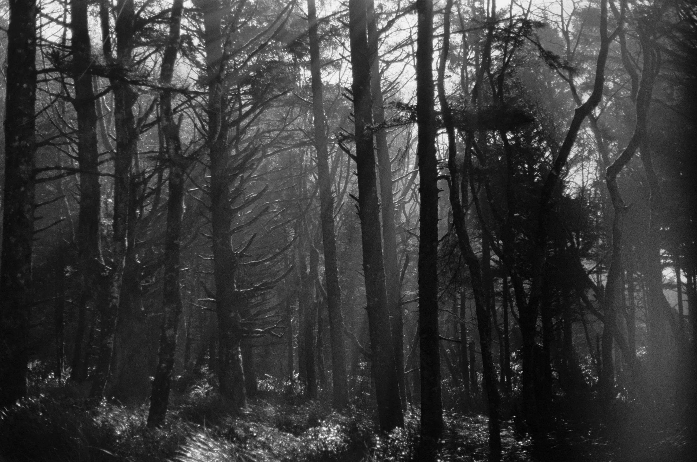 an image of a dark forest with sun shining through the trees