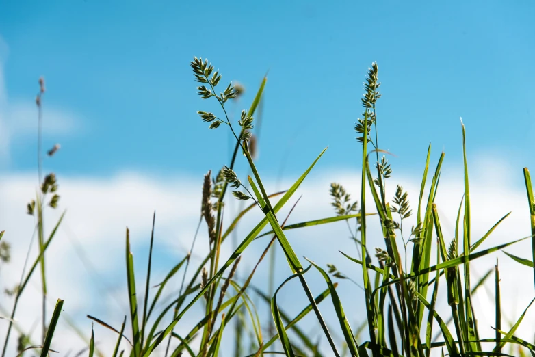 a small bird standing on top of some tall green grass