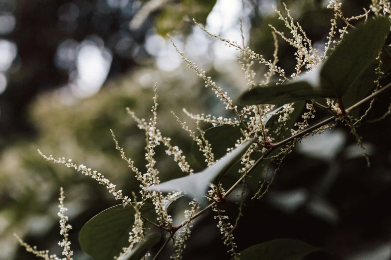 small white flowers in a green plant by some trees