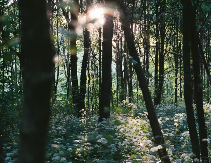 a sun light shines through the trees in a forest