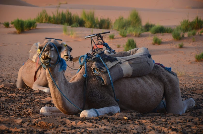 two camels on the desert with a small cart sitting on their backs