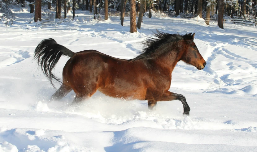 a brown horse is running through some deep snow