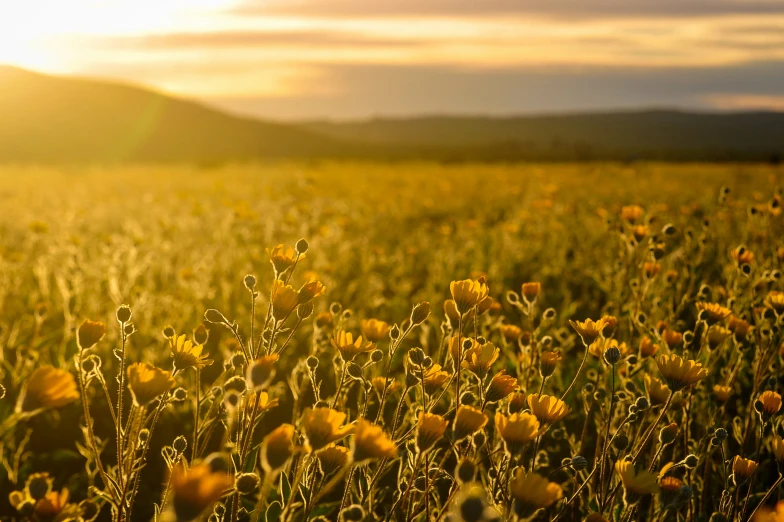 an open field with flowers and sunlight shining in the background