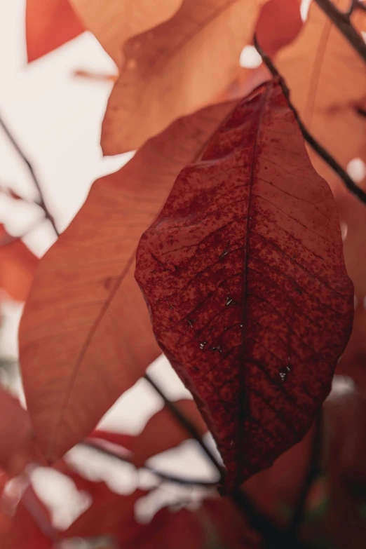 close up view of red and brown leaves