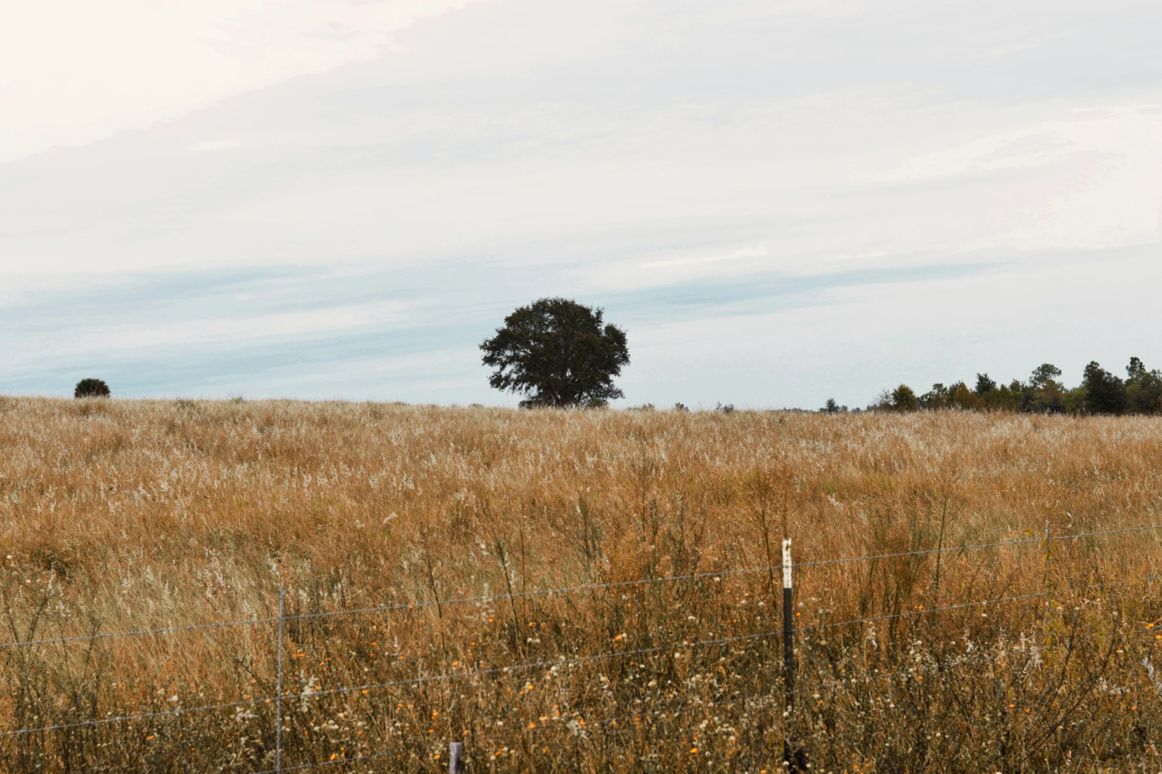 a field is shown in the background, a lone tree sits in the center