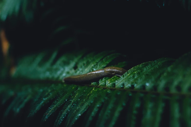 an image of a snail on some green leaves