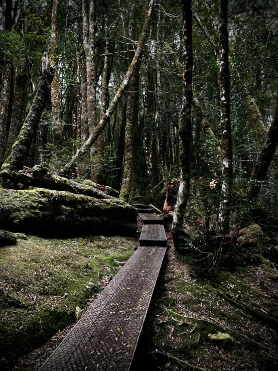 a path is winding through the woods on a cloudy day