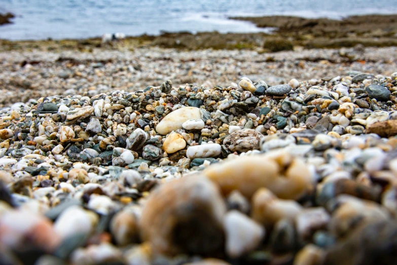 a group of rocks covered in shells