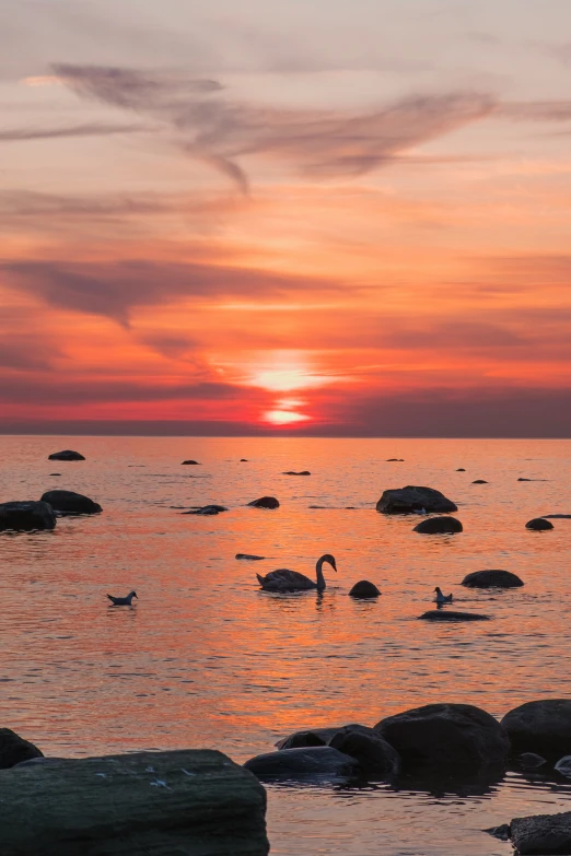 a flock of swans sitting on the shore in front of a sunset