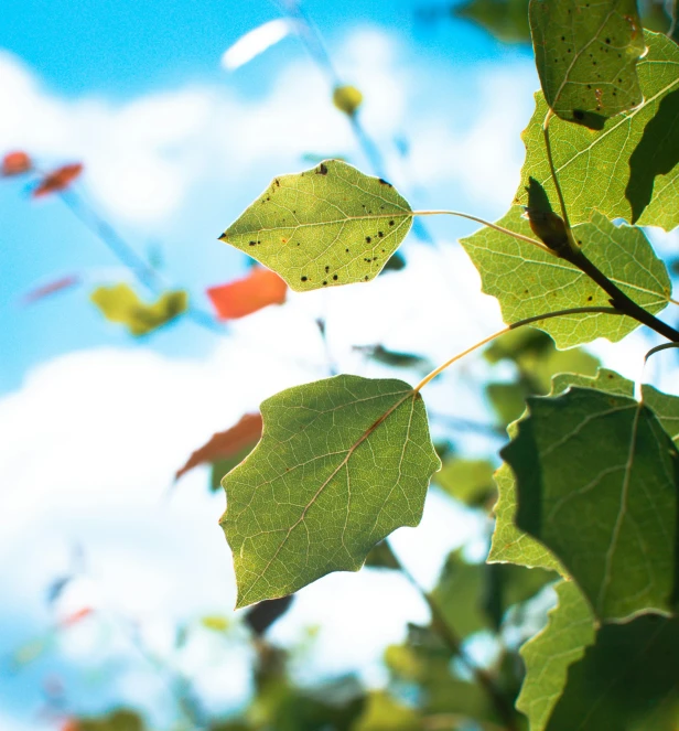 a leaf is hanging from a tree nch