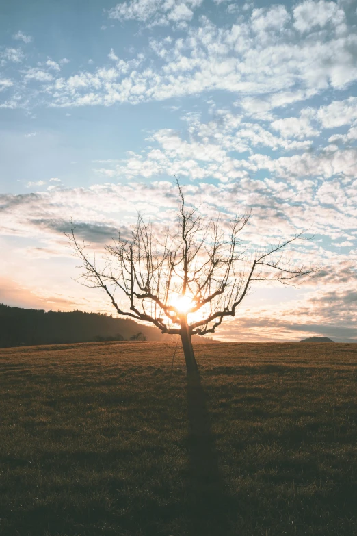 a single tree in a field with a sun setting behind