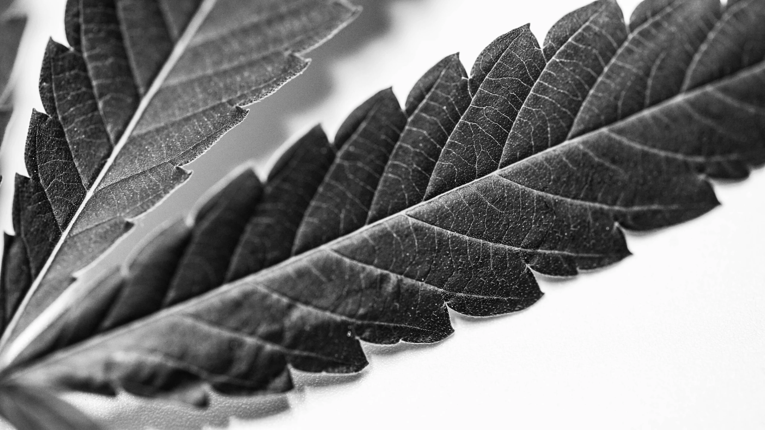 close up of a single leaf from an tree