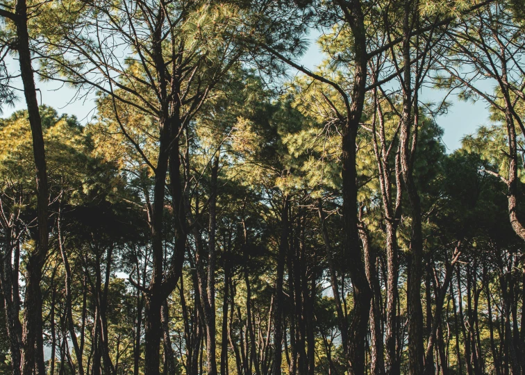 trees are shown with blue sky in the background