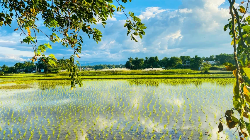 a field with tall grass near water and trees