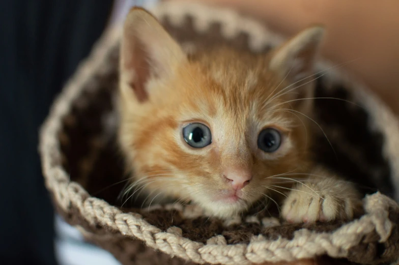 small kitten inside brown basket for cat litter