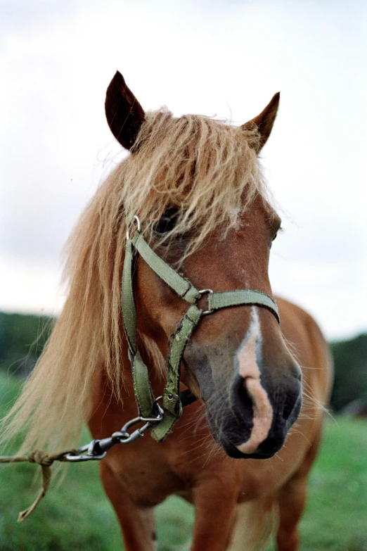 a horse wearing a bridle is looking over the field