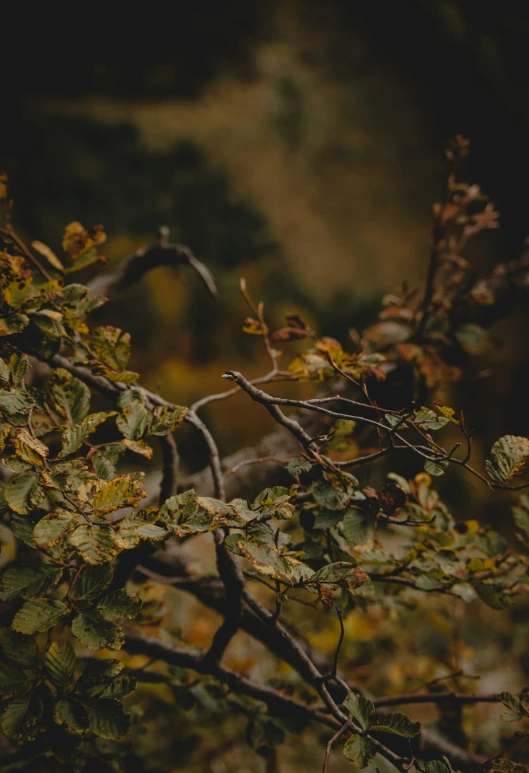 some leaves are on nches of trees