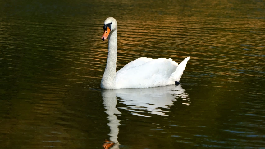 a swan is swimming in the pond and some brown and white water