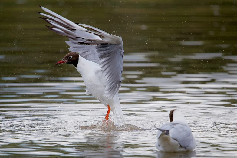 a white bird is flapping his wings in water