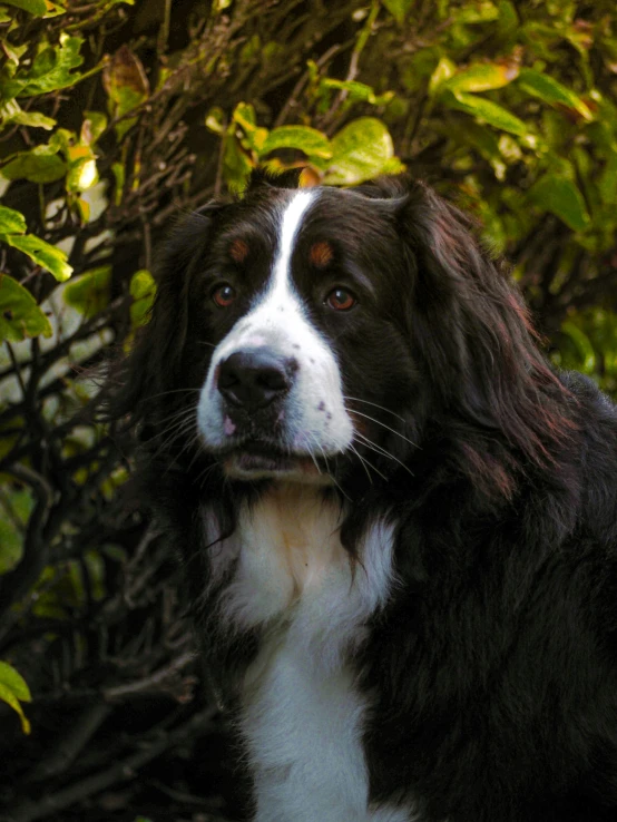 a black and white dog with some green bushes