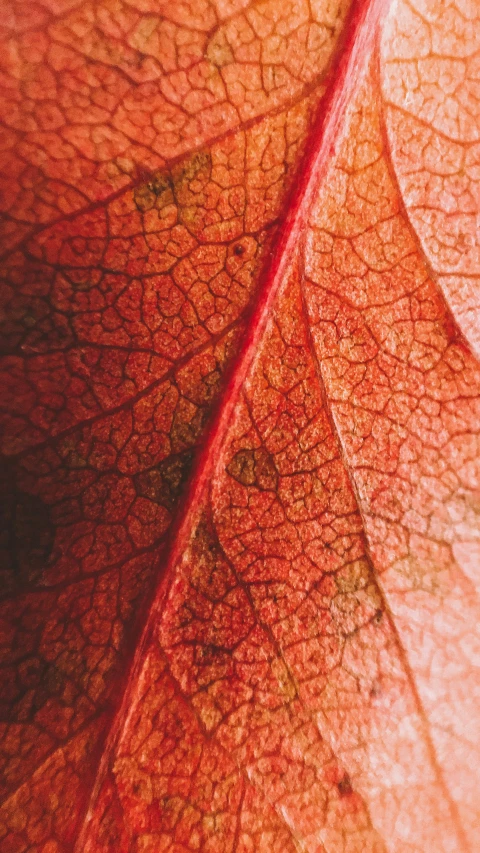 an orange leaf texture is seen from the bottom down