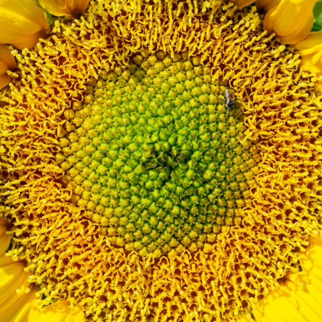 sunflower and its insect in close up view