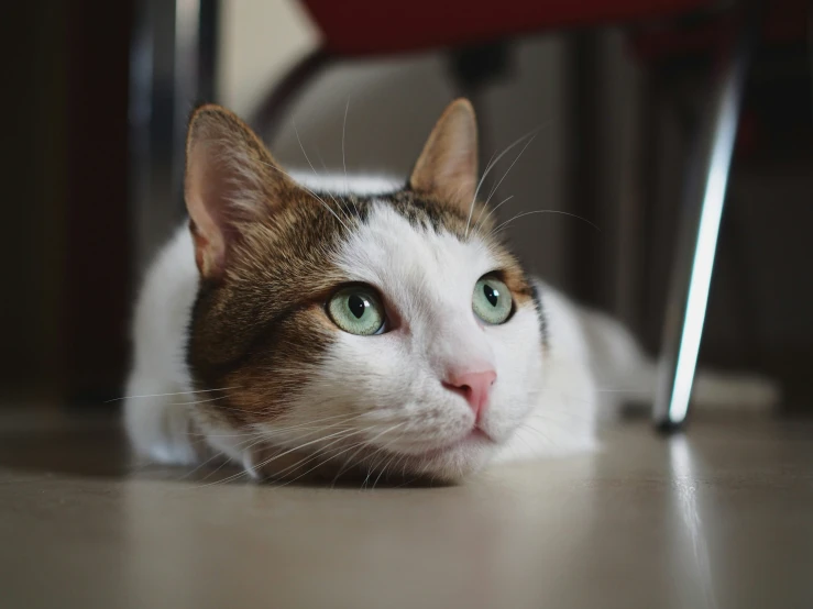 a close up of a cat with its eyes open