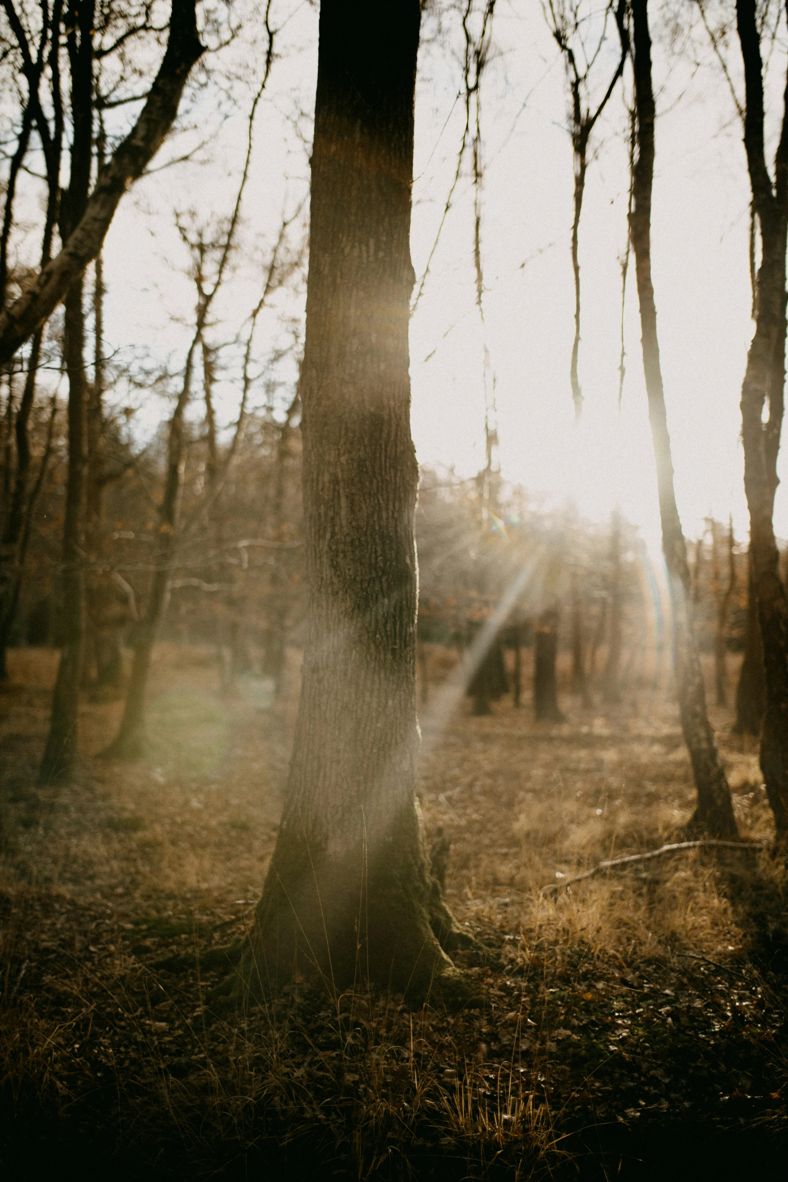 sunlight peeking through the trees onto some grass