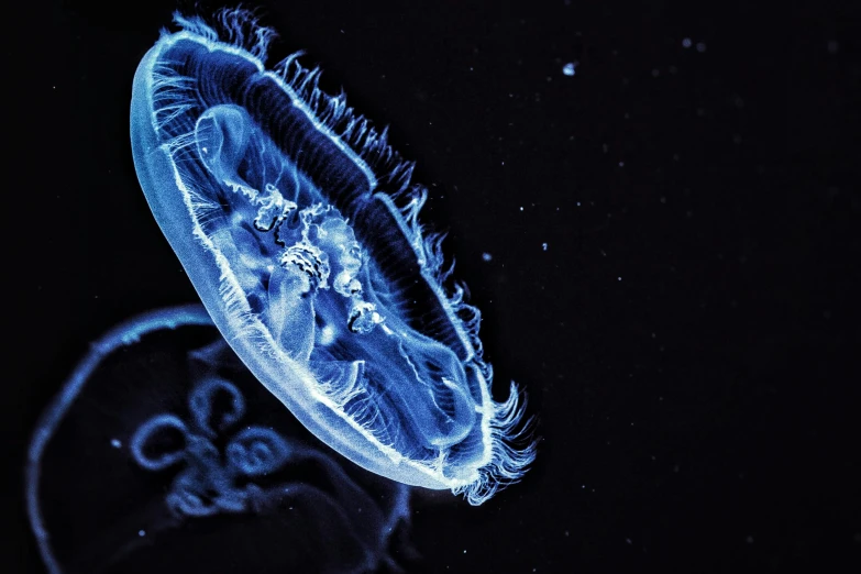 the underwater jellyfish is an important source for some people to see