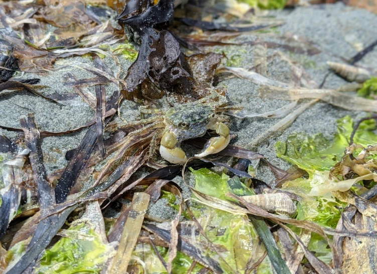 closeup of a plant with black and green lichen