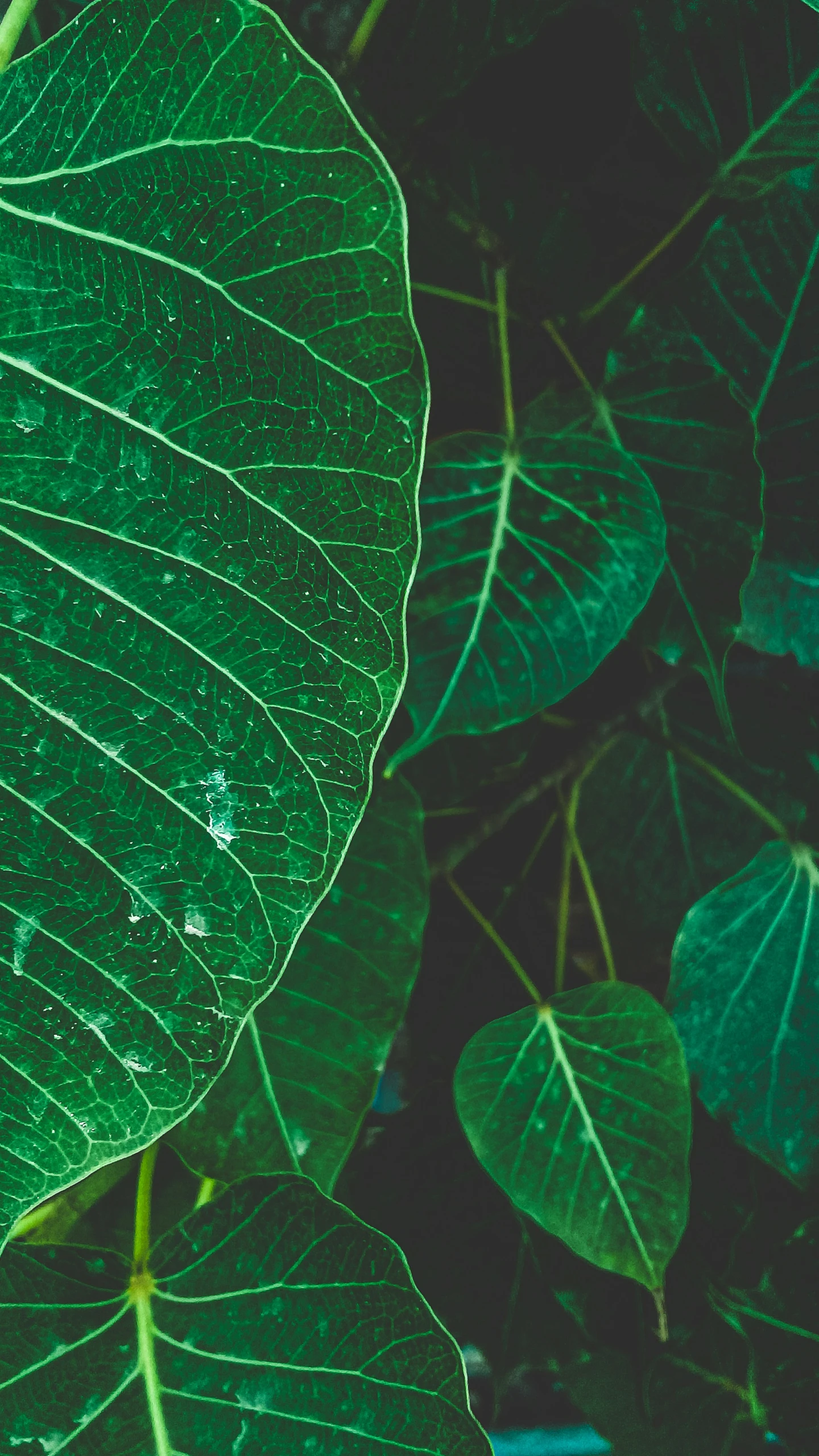 some leaves in the background with water droplets