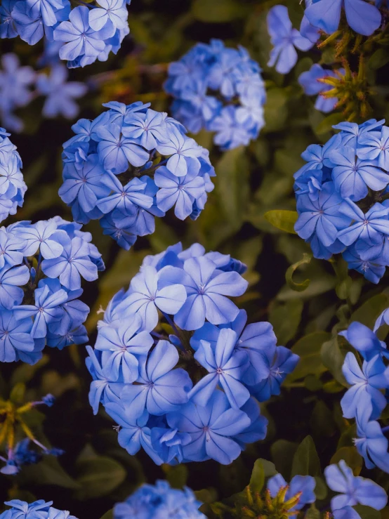 close up of bright blue flowers in the midst of leaves