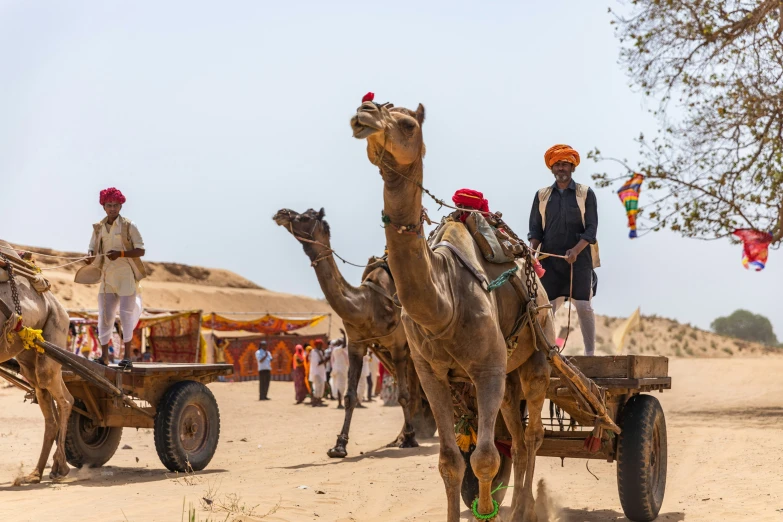 a person riding on a cart being pulled by two camels