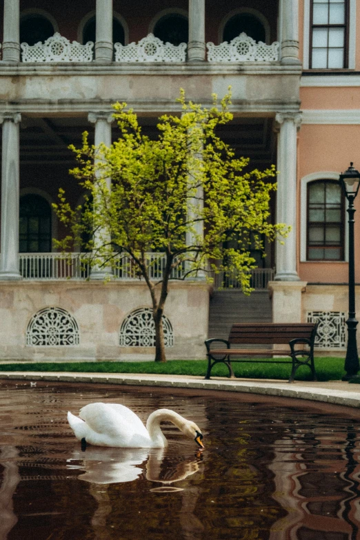 a large building behind a fountain with a white swan swimming in it