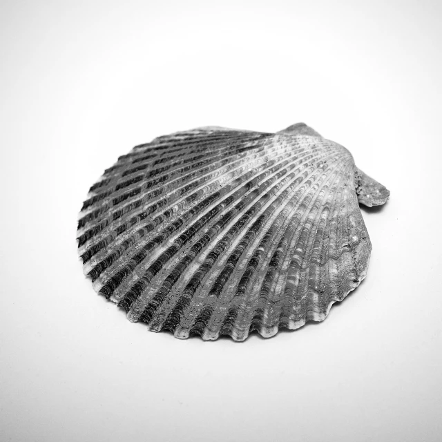 a sea shell on a white table