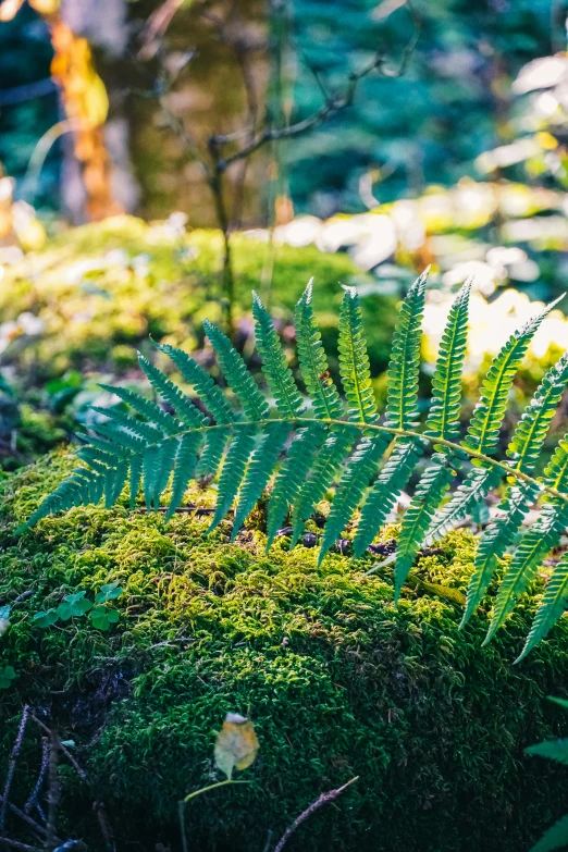 a close up of moss covered plants and trees