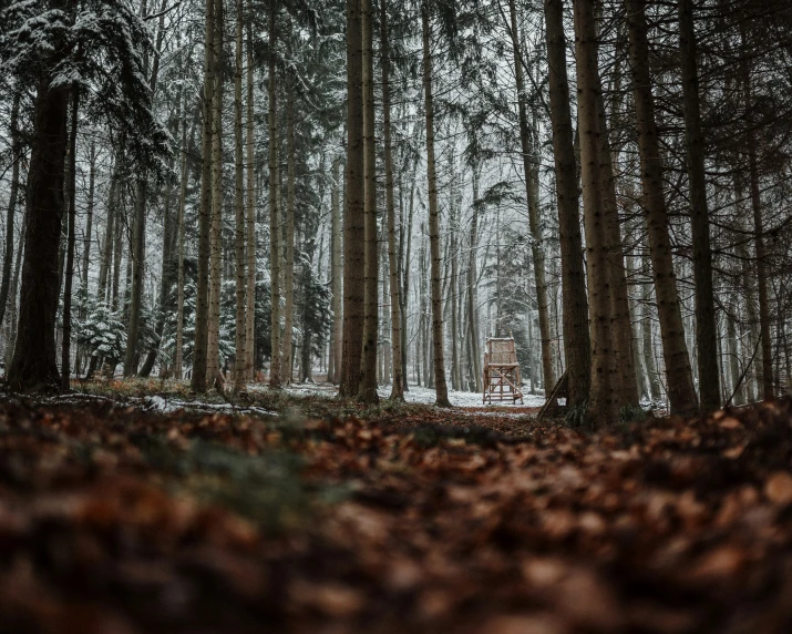 the woods are covered in snow and trees