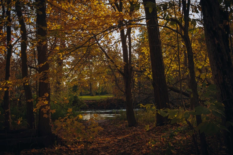 a very pretty swamp with some trees around it