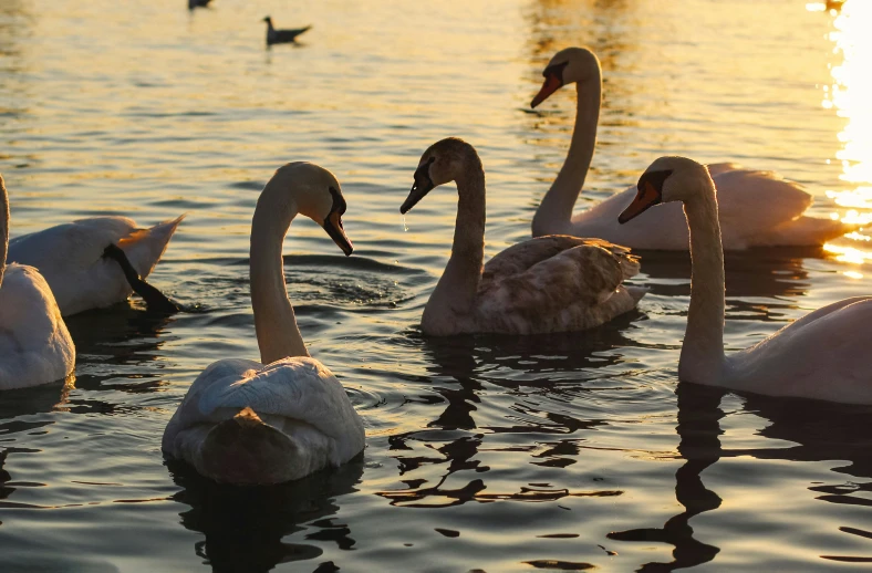 some swans are swimming in the water by themselves